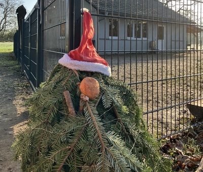 Nikolaus Nikolaus