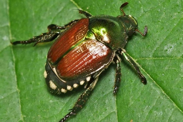 Japankäfer Foto: Zimmermann
