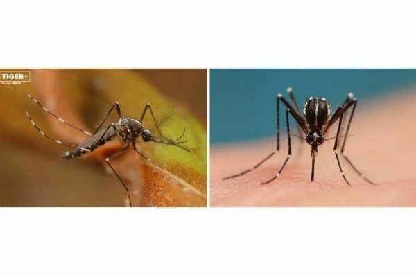 Bekämpfung der asiatischenTigermücke der Gemeinde Vörstetten Bekämpfung der asiatischenTigermücke der Gemeinde Vörstetten