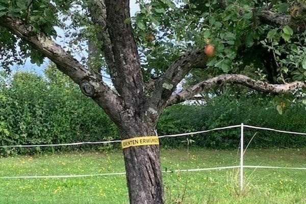 Ernteprojekt �Gelbes Band� - V&ouml;rstetten macht mit!