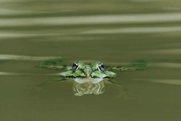 Frosch im Wasser