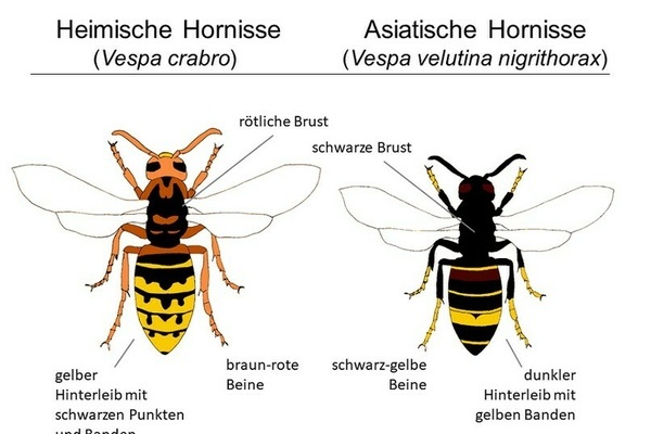 Zeichnung der Unterschiede: Heimischer Hornisse und Asiatische Hornisse von Dr. Otto Boecking  