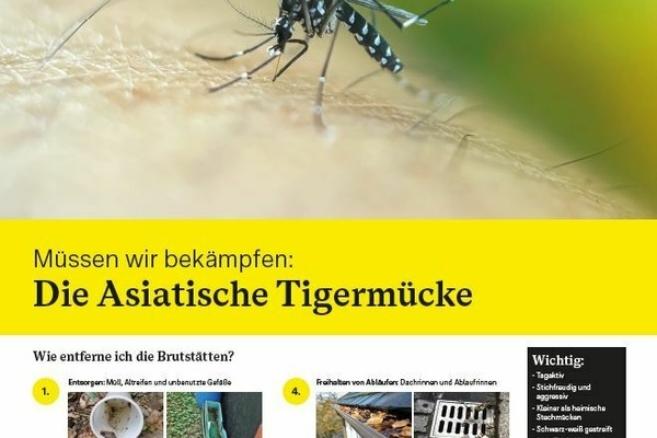 Asiatische Tigerm&uuml;cke Informationsmaterial